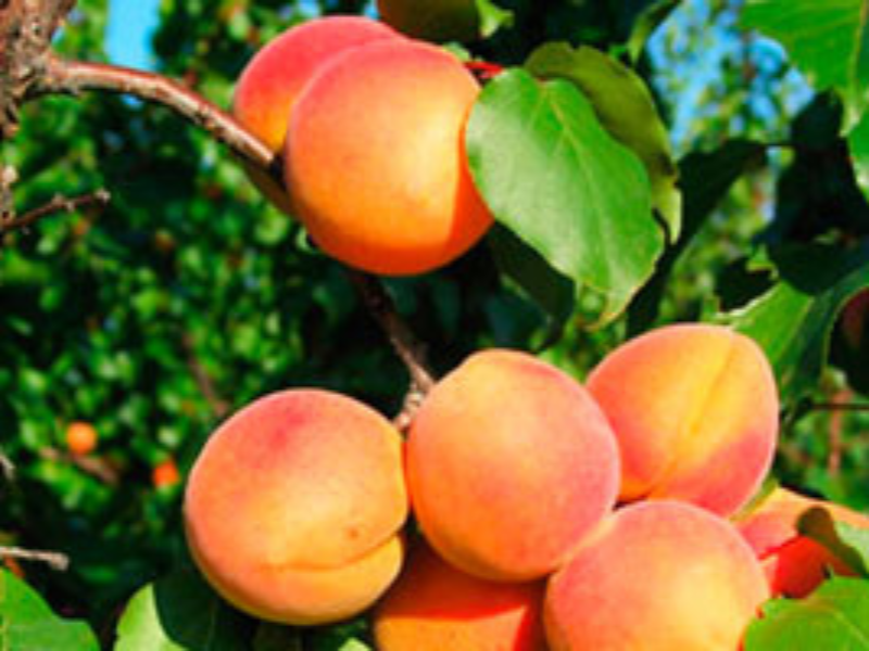 Abricots biologiques sur l’arbre à la Ferme Ô Fruits en Isère