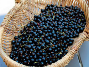 Fruits frais de cassis cultivés en agriculture paysanne en Isère