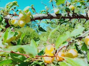 Prunes locales mûres prêtes à la récolte à la Ferme Ô Fruits