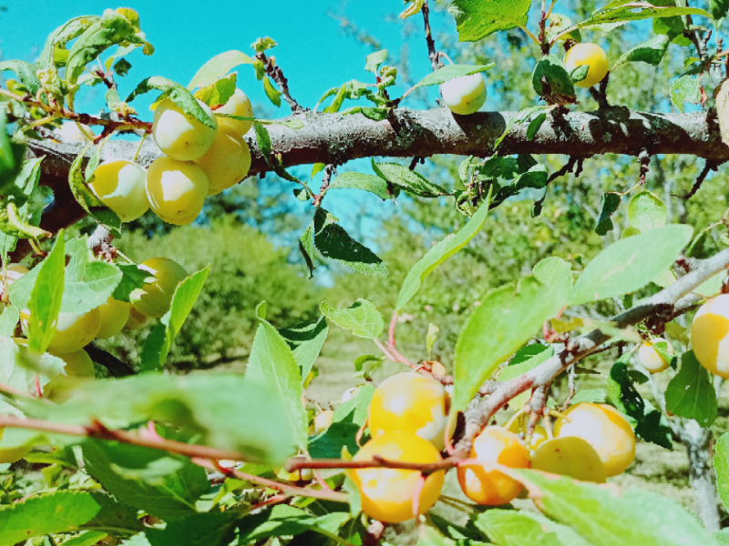 Prunes locales mûres prêtes à la récolte à la Ferme Ô Fruits
