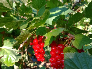 Fruits biologiques cultivés en plaine de Reymure, Isère, proposés au marché Méraki de Varces