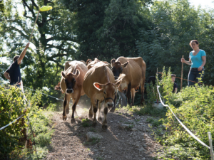 Yaourts artisanaux et fromages frais de la Ferme de Bartabelle à Varces