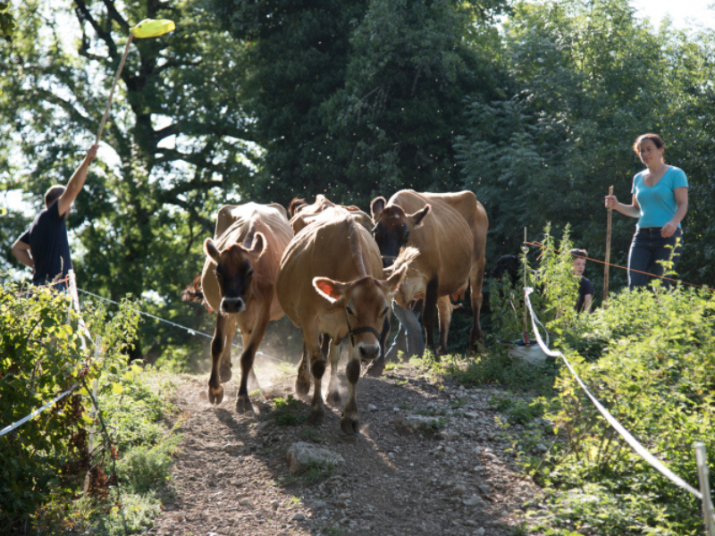 Yaourts artisanaux et fromages frais de la Ferme de Bartabelle à Varces