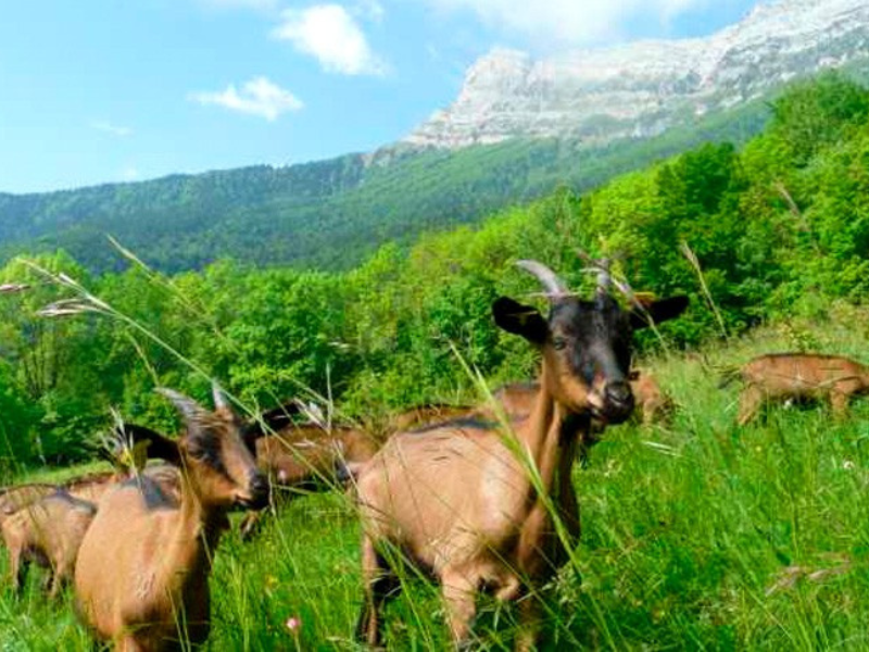 Elevage de chèvres en Isère et production de fromages & yaourt