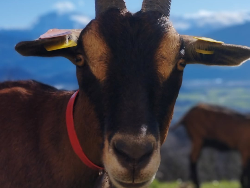 Produits de chèvre paysans vendus au marché fermier de Varces, Meraki