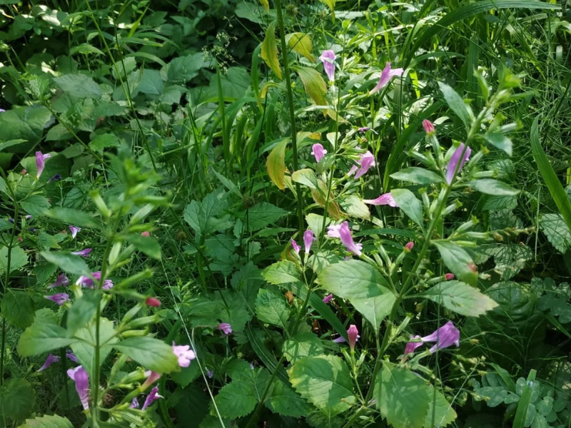 Saveurs du jardin avec des herbes fraîches cultivées près de Grenoble