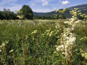 Plantes aromatiques proposées au marché fermier de Varces