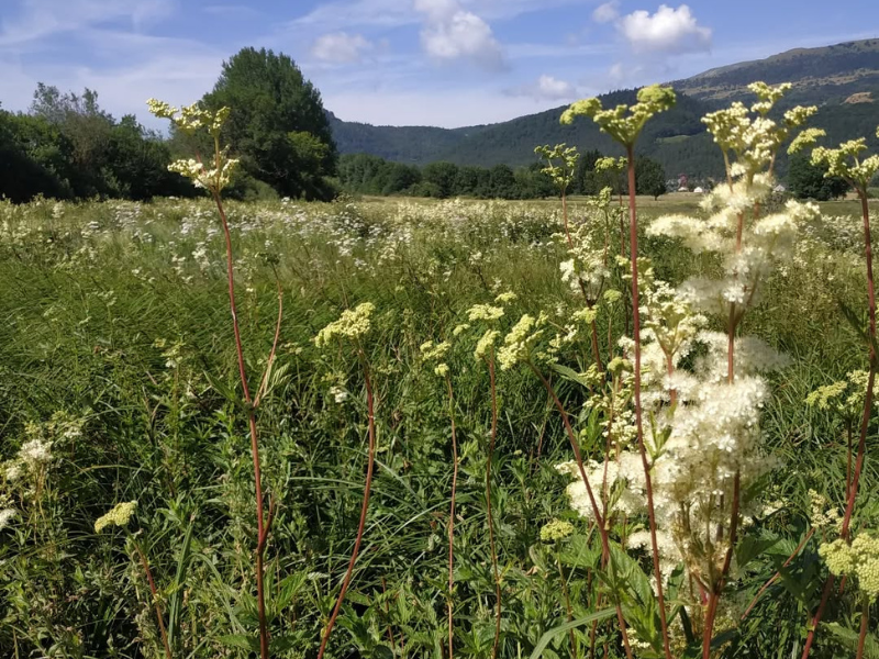Plantes aromatiques proposées au marché fermier de Varces
