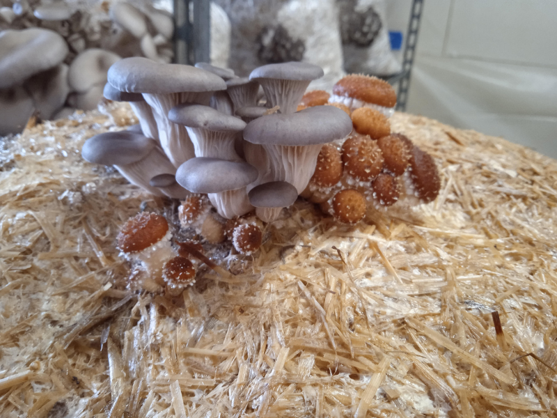 Champignons gourmets proposés par les producteurs de l’Isère