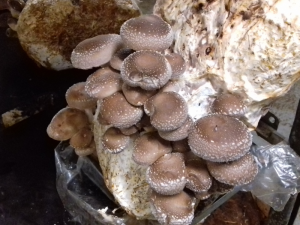 Champignons cultivés en par un producteur local près de Grenoble en Isère