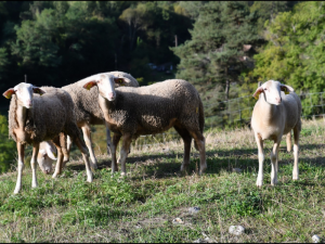 Élevage de moutons – Producteur local en Isère près de Grenoble