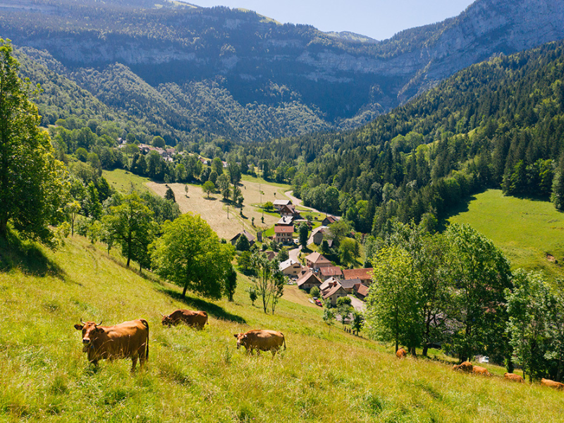 Alpages de Chartreuse, terroir des producteurs de fromage présents au marché Meraki Varces