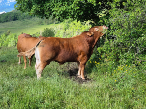 Vaches limousines Isère