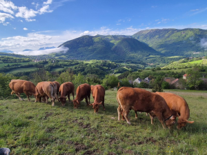 Vaches limousines La Mure Isère